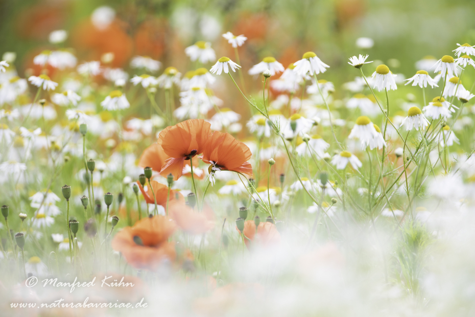 Mohn (Klatschmohn)_0282