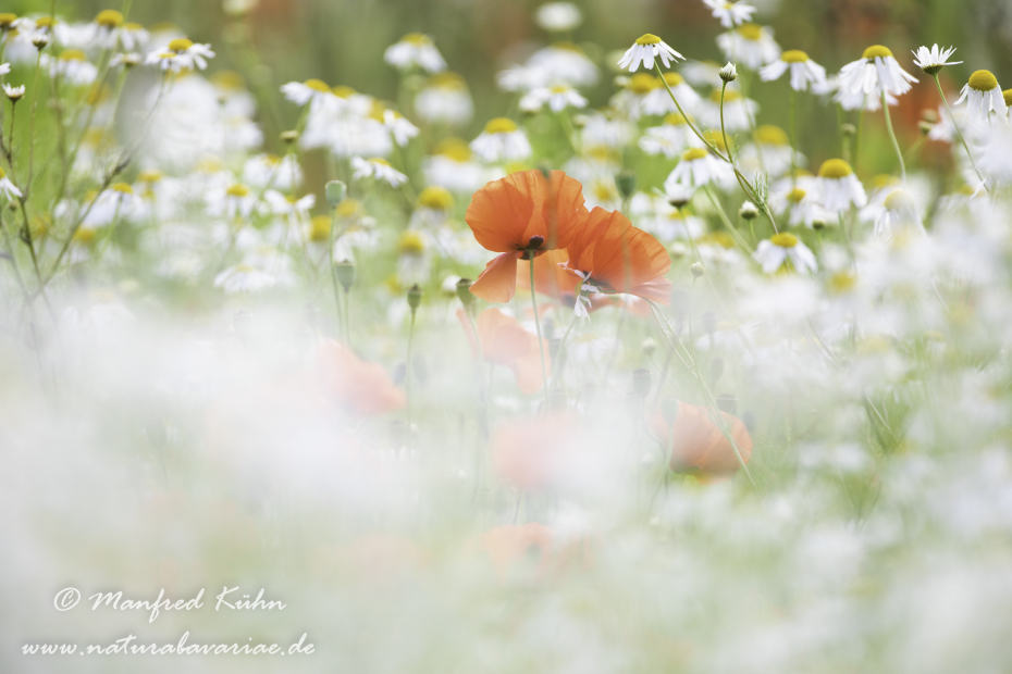 Mohn (Klatschmohn)_0285