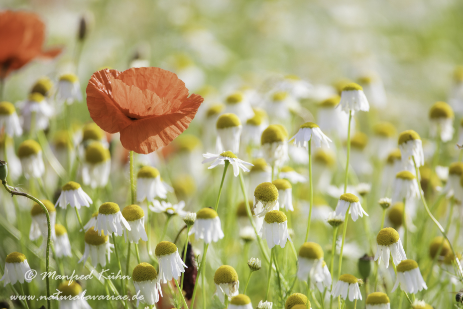 Mohn (Klatschmohn)_0295