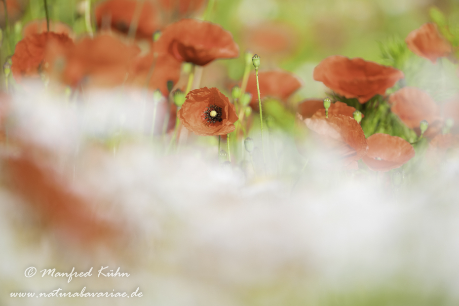 Mohn (Klatschmohn)_0303