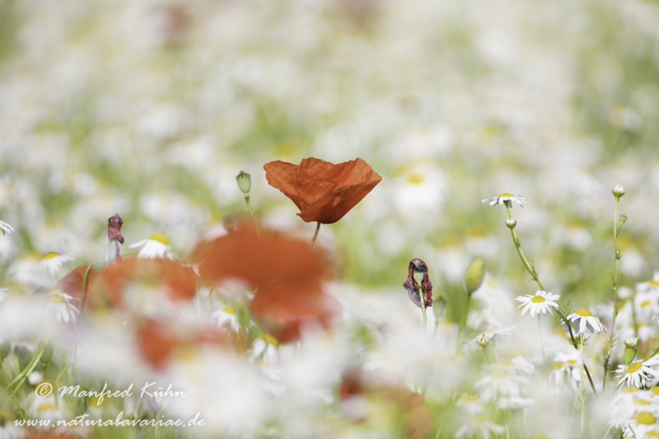 Mohn (Klatschmohn)_0304