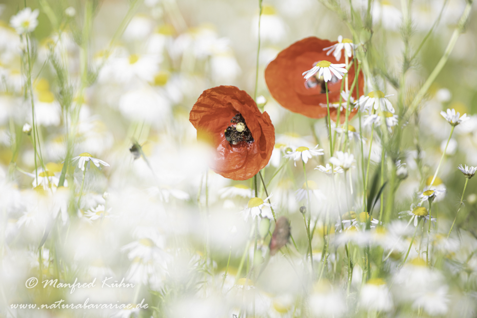 Mohn (Klatschmohn)_0308