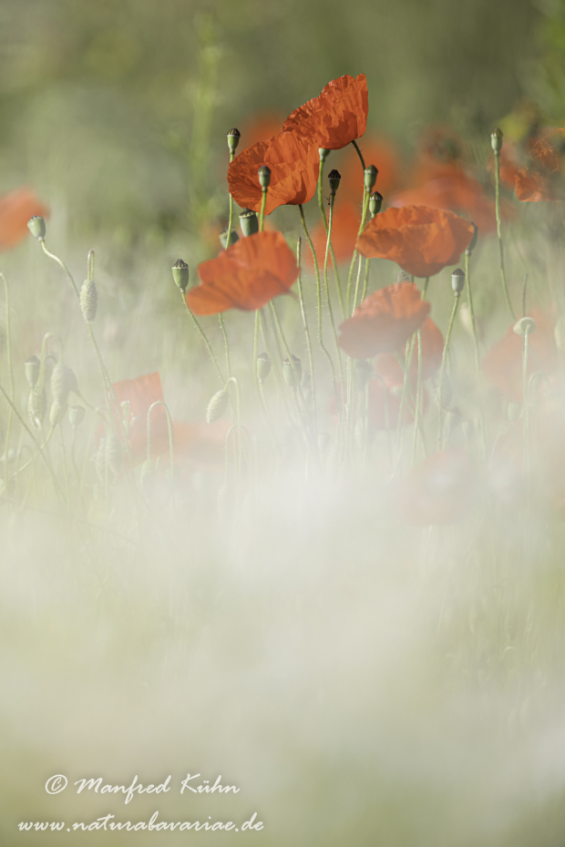 Mohn (Klatschmohn)_0313