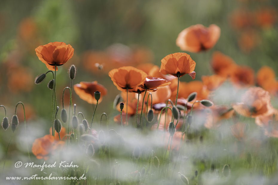 Mohn (Klatschmohn)_0321