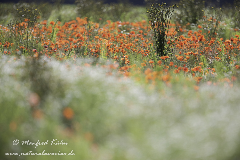 Mohn (Klatschmohn)_0329