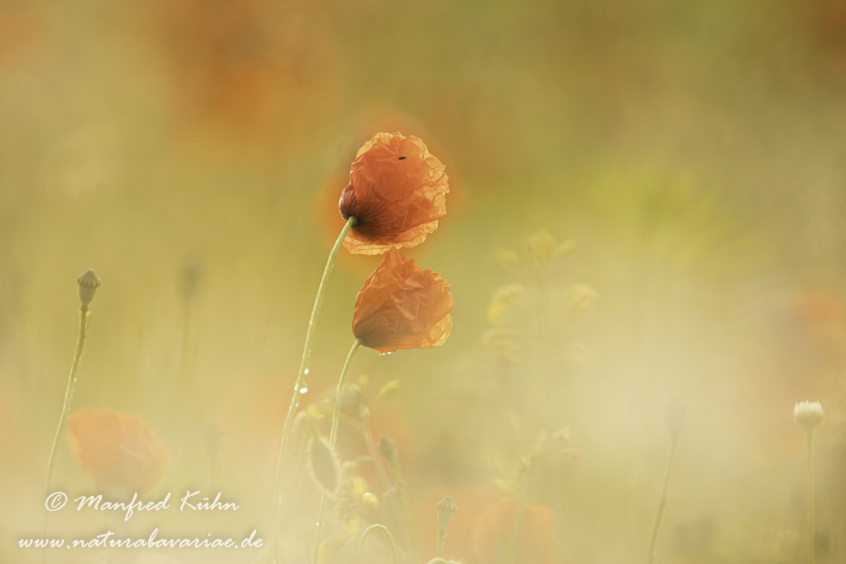 Mohn (Klatschmohn)_0334