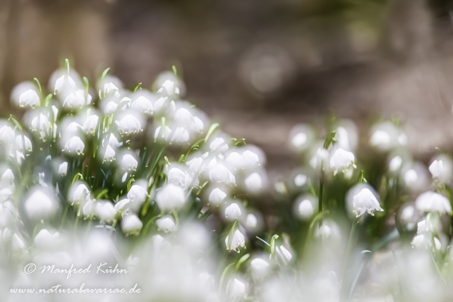 Frühlingsknotenblume ()_0003