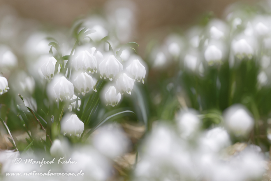 Frühlingsknotenblume ()_0005