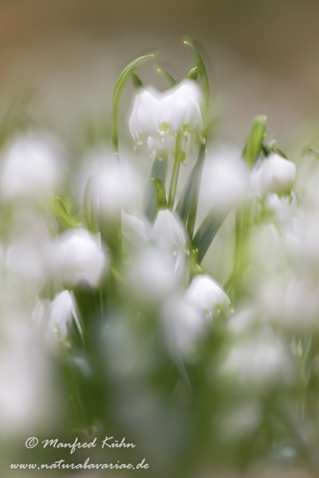Frühlingsknotenblume ()_0006