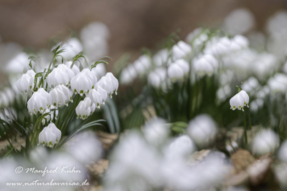 Frühlingsknotenblume ()_0012