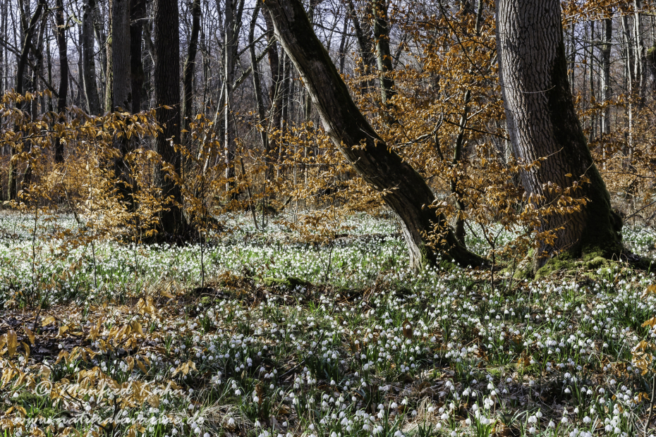 Frühlingsknotenblume ()_0019