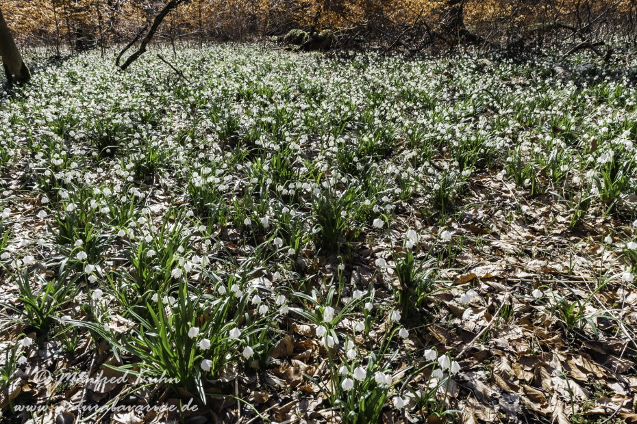 Frühlingsknotenblume ()_0023