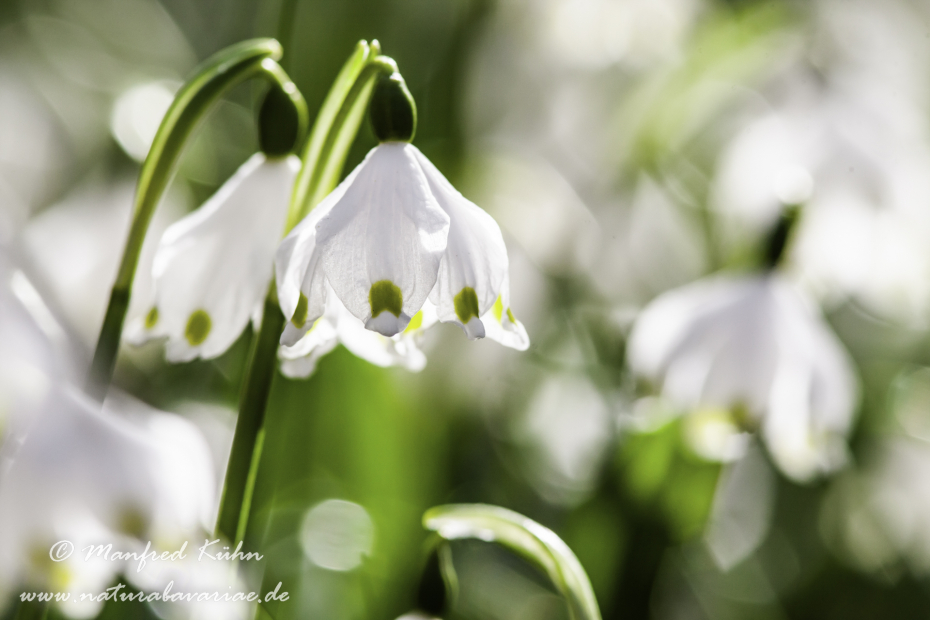 Frühlingsknotenblume ()_0028
