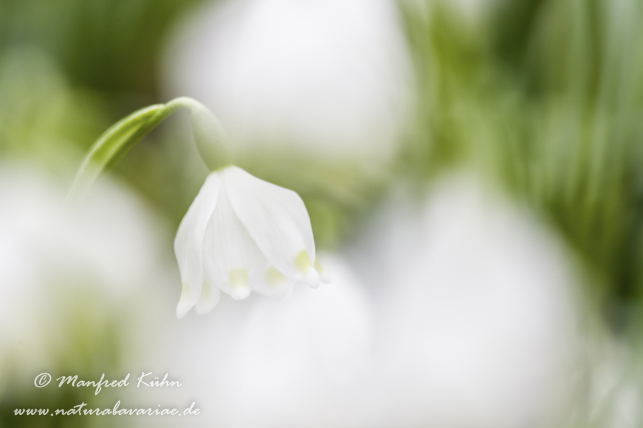 Frühlingsknotenblume ()_0029