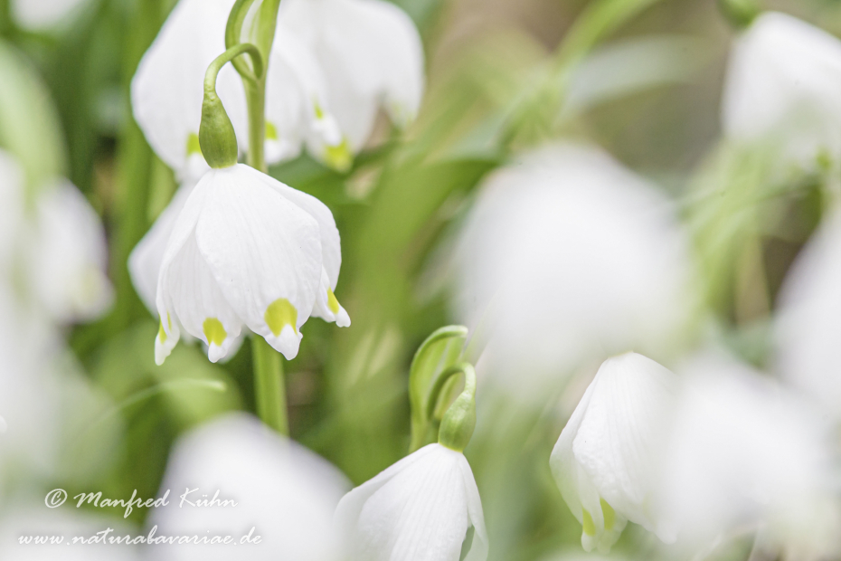 Frühlingsknotenblume ()_0030