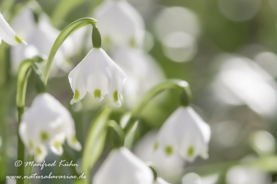 Frühlingsknotenblume ()_0032