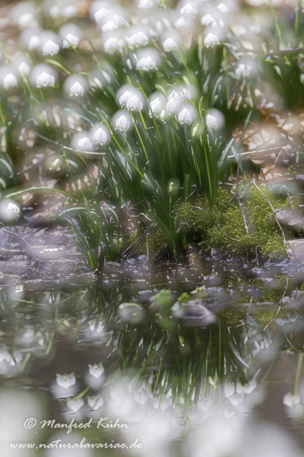 Frühlingsknotenblume ()_0034