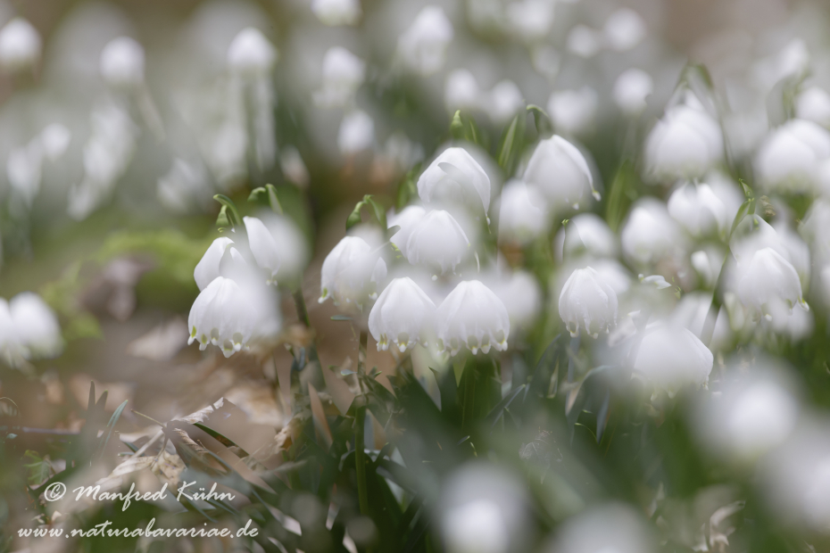 Frühlingsknotenblume ()_0039