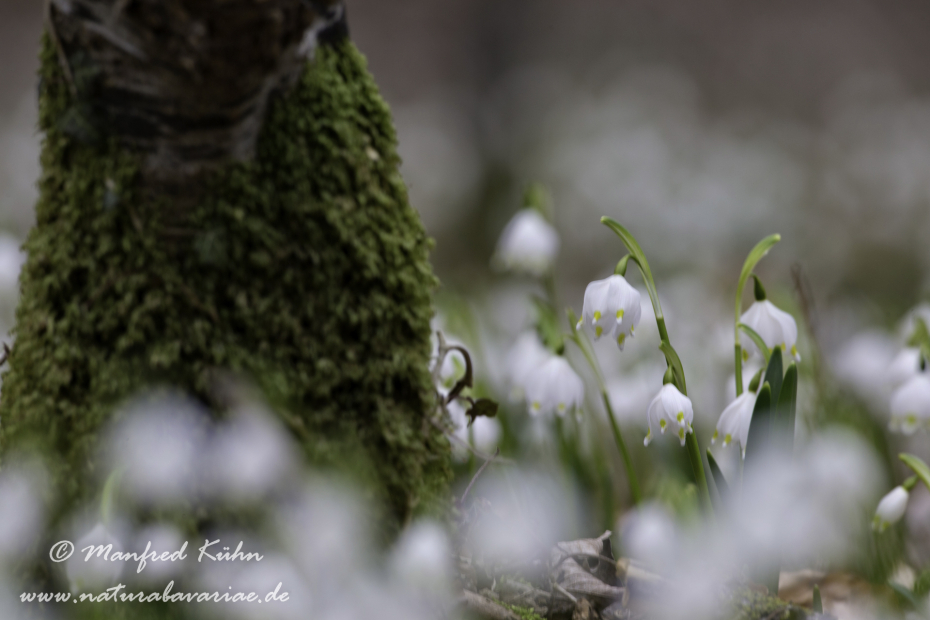 Frühlingsknotenblume ()_0043