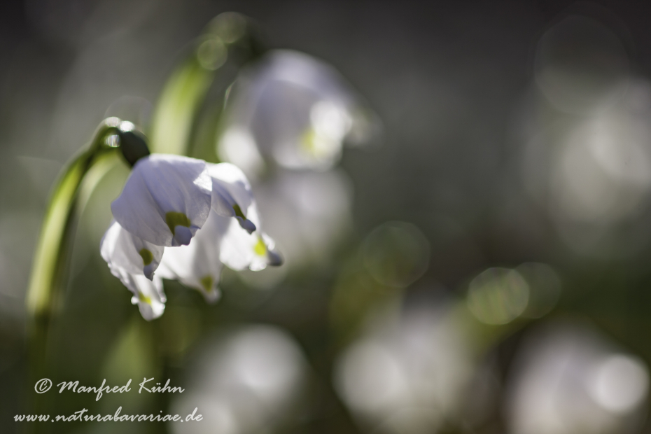 Frühlingsknotenblume ()_0046