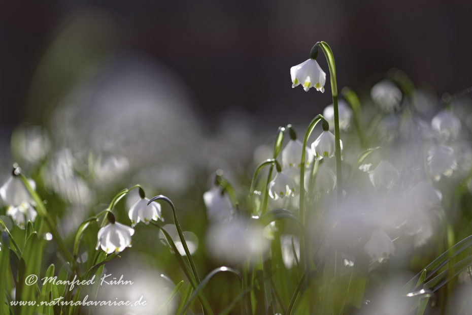 Frühlingsknotenblume ()_0048