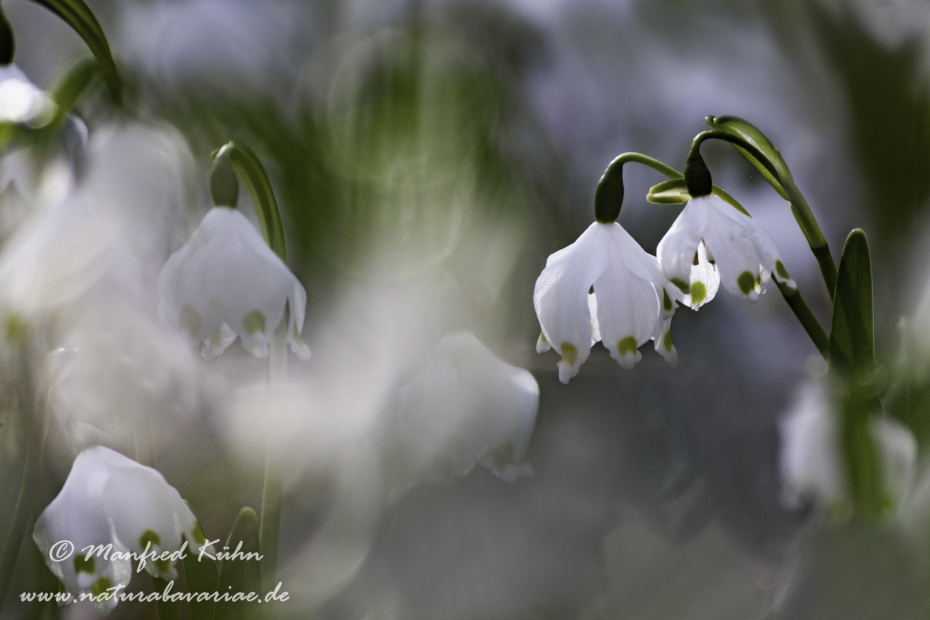 Frühlingsknotenblume ()_0052