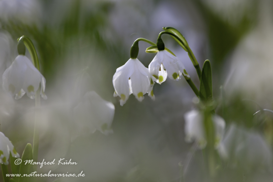 Frühlingsknotenblume ()_0054