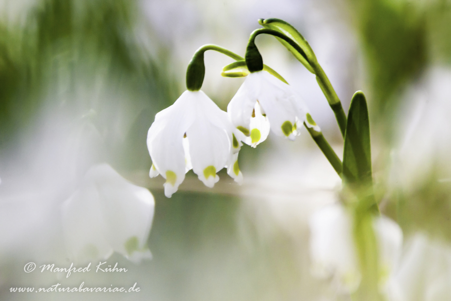Frühlingsknotenblume ()_0057