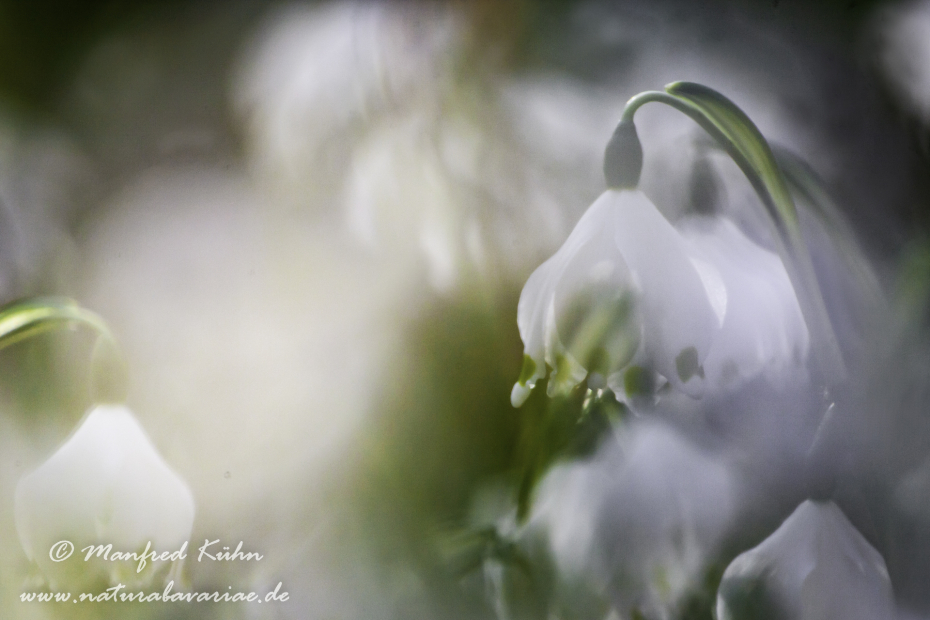 Frühlingsknotenblume ()_0058