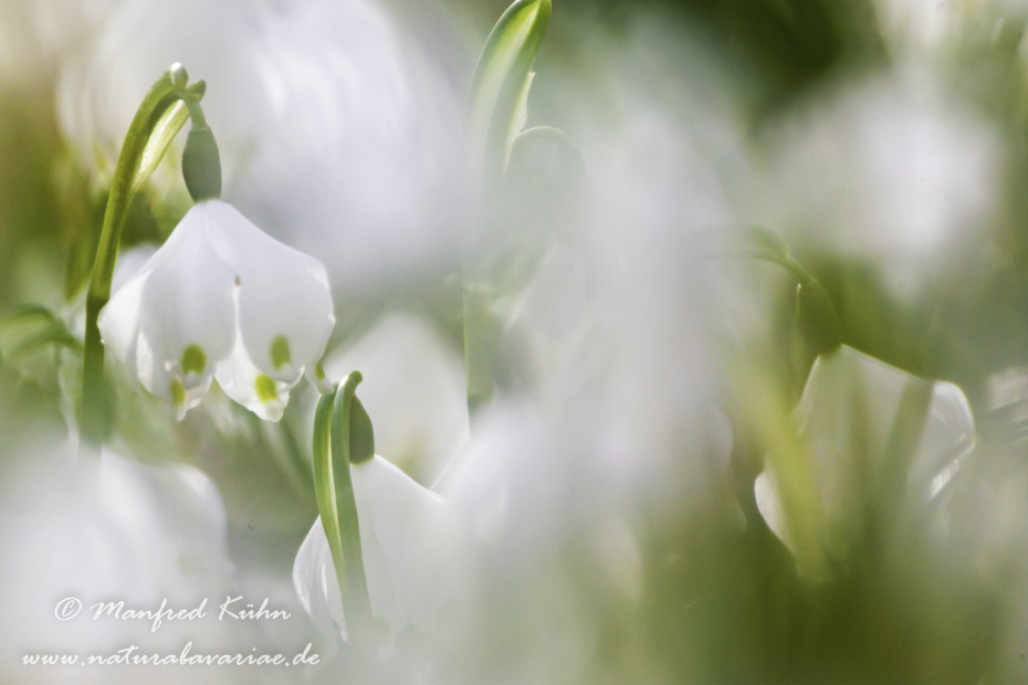 Frühlingsknotenblume ()_0059