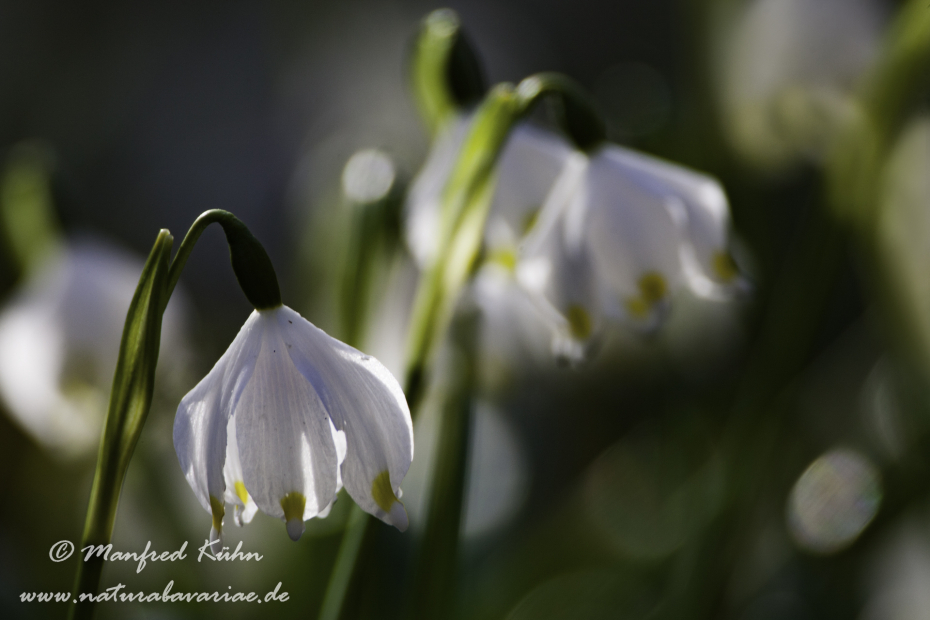 Frühlingsknotenblume ()_0062