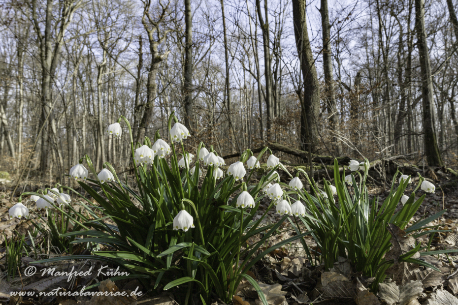 Frühlingsknotenblume ()_0075