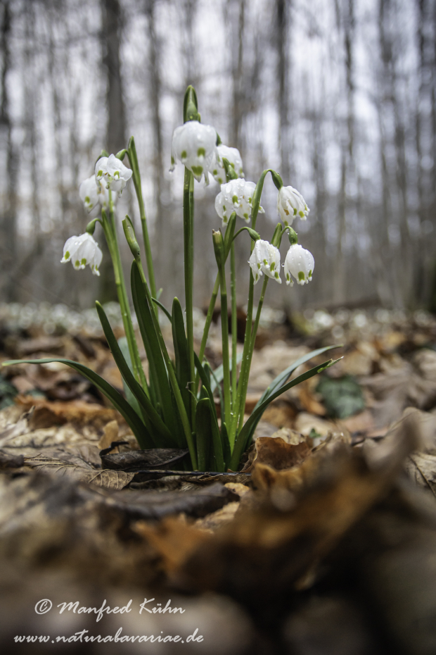 Frühlingsknotenblume ()_0076