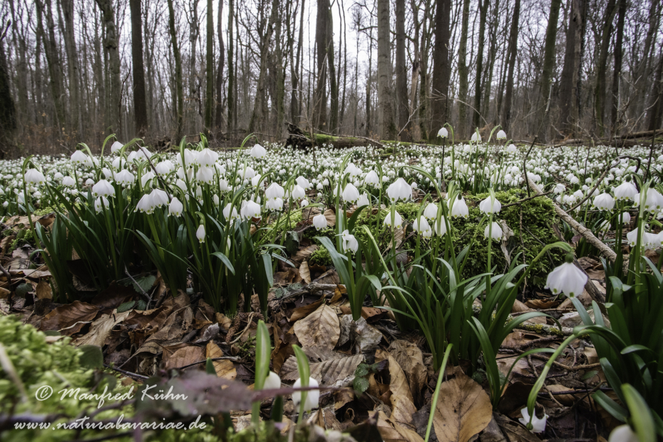 Frühlingsknotenblume ()_0079
