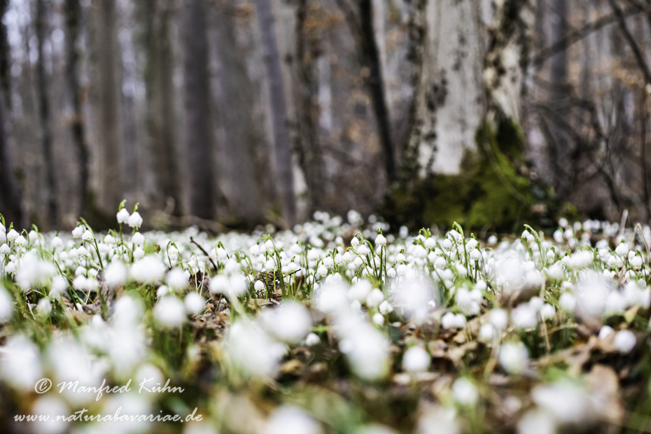 Frühlingsknotenblume ()_0085