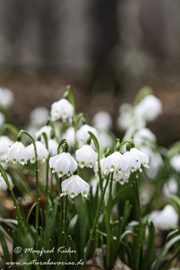 Frühlingsknotenblume ()_0088