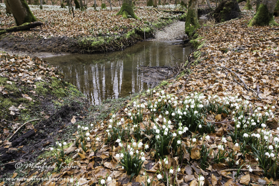 Frühlingsknotenblume ()_0091