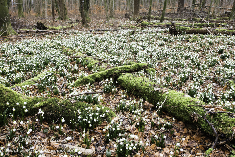 Frühlingsknotenblume ()_0096