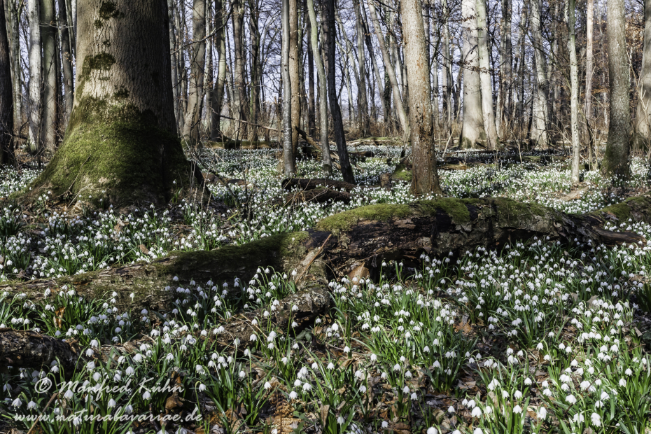 Frühlingsknotenblume ()_0102