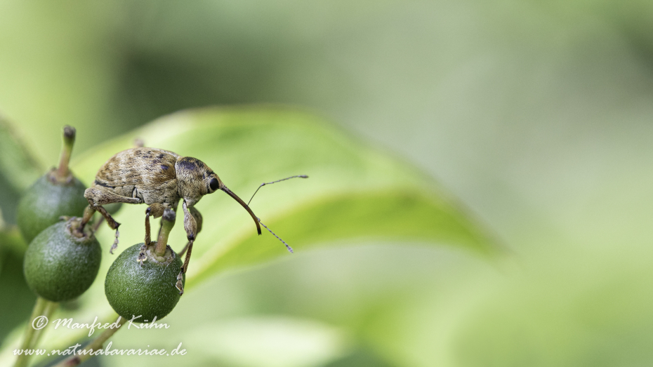 Haselnussbohrer ()_0006