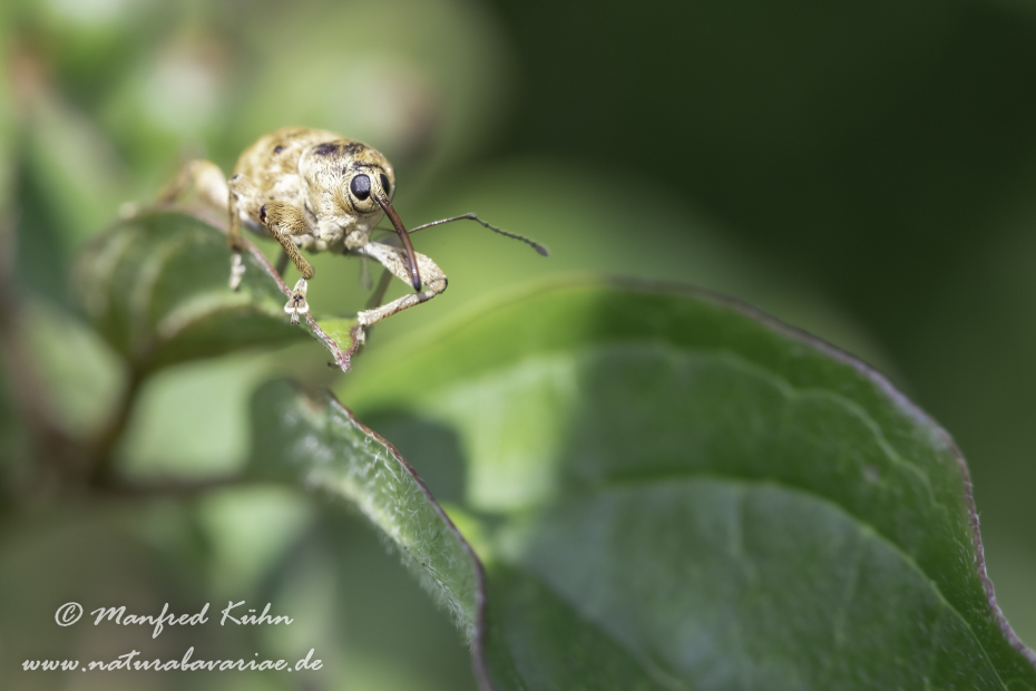 Haselnussbohrer ()_0008