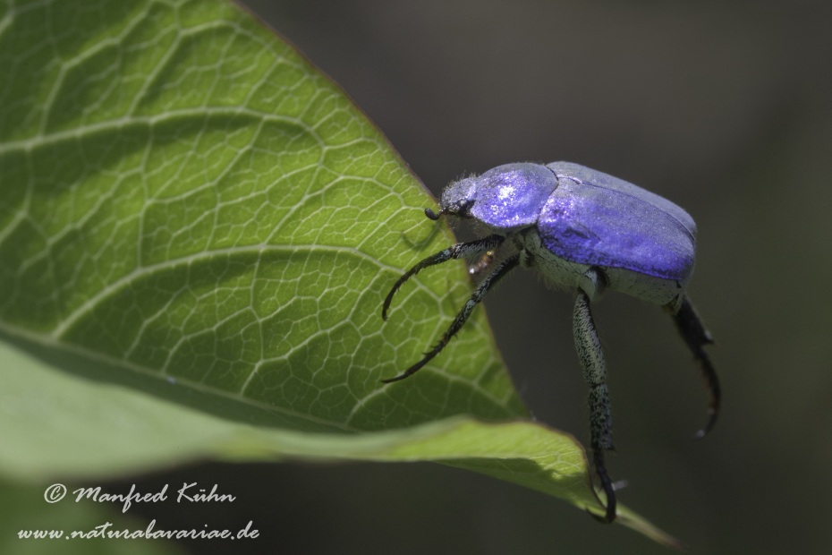 Hoplia coerulea ()_0003