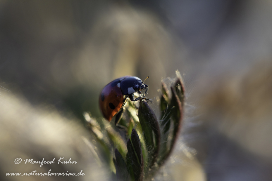 Marienkäfer ()_0017