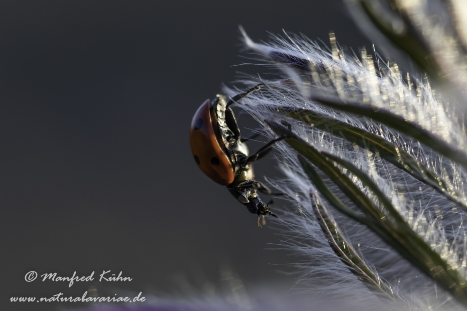 Marienkäfer ()_0018