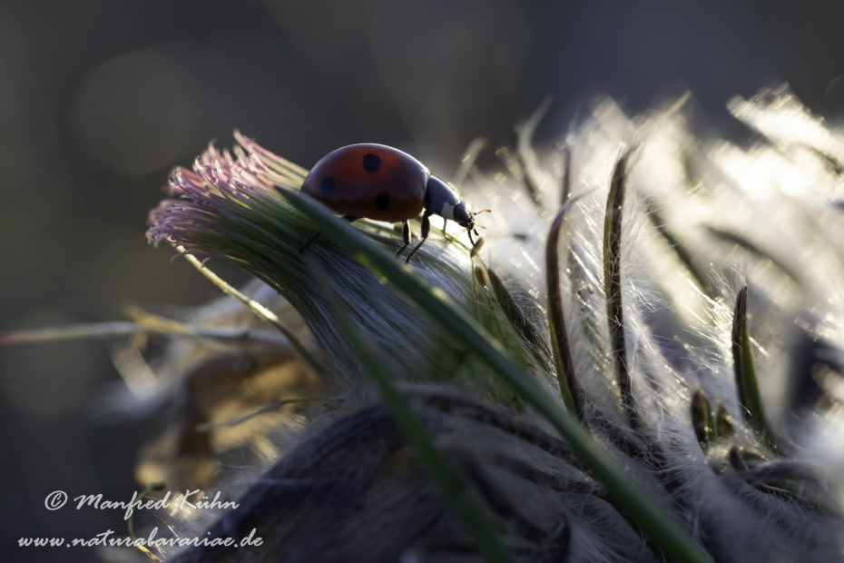 Marienkäfer ()_0019