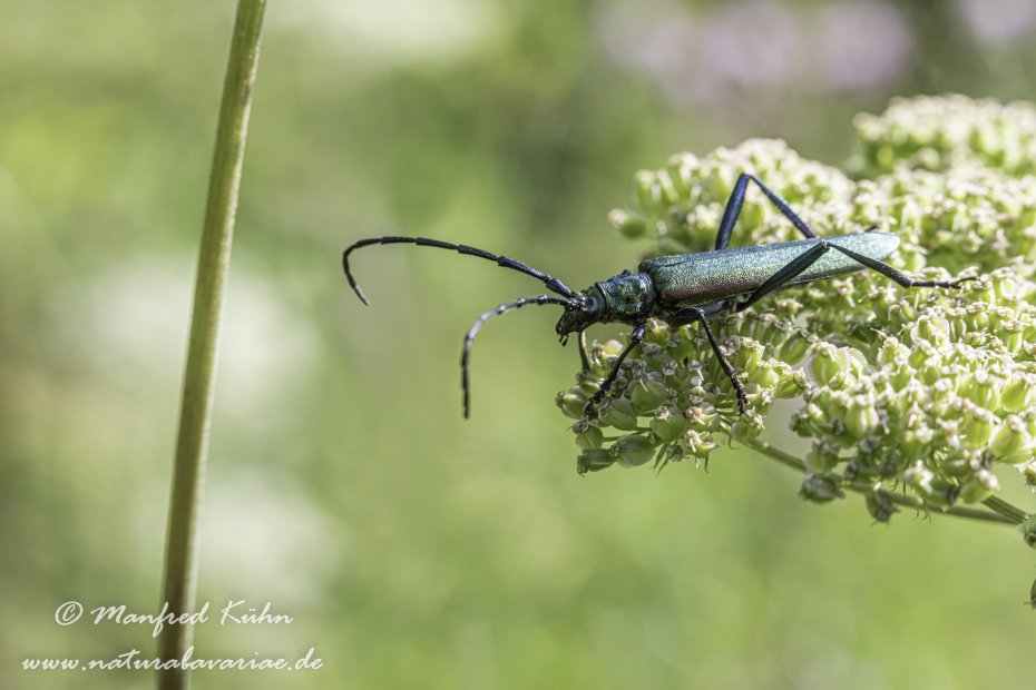 Moschusbock ()_0007