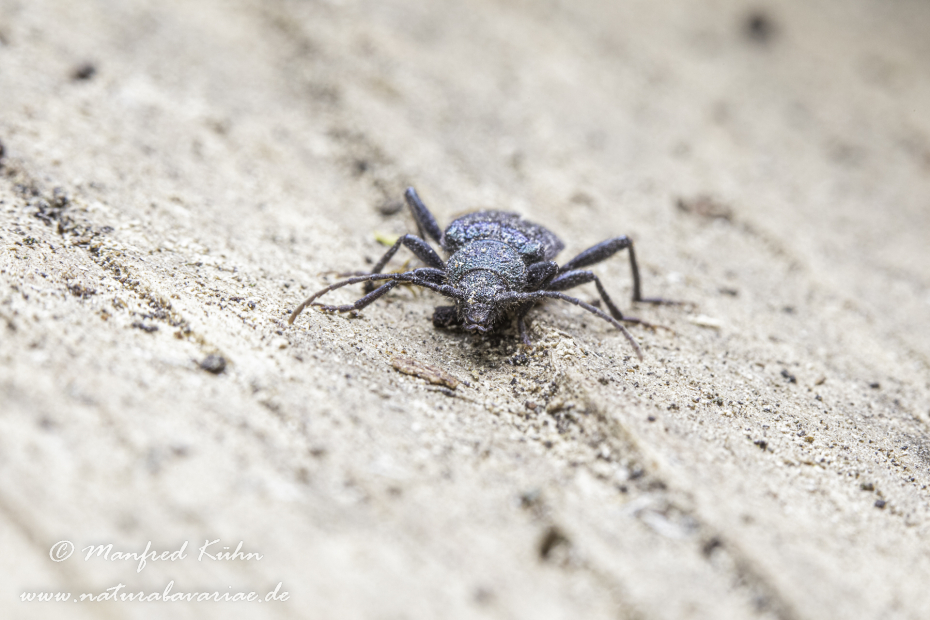 Scheibenbock (Blauvioletter)_0005