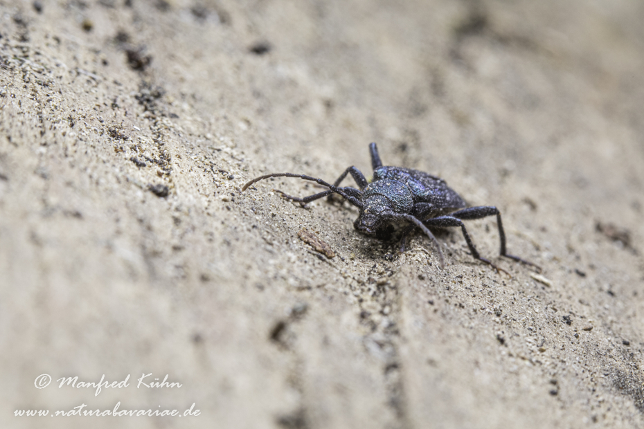 Scheibenbock (Blauvioletter)_0006