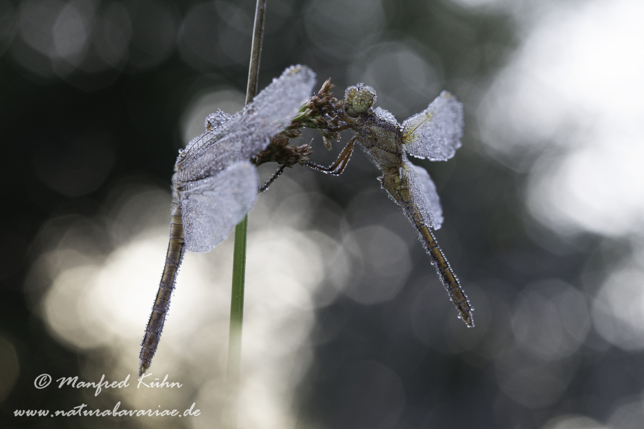 Blaupfeil (Kleiner)_0083