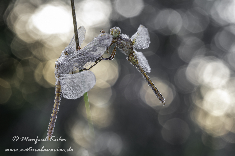 Blaupfeil (Kleiner)_0084